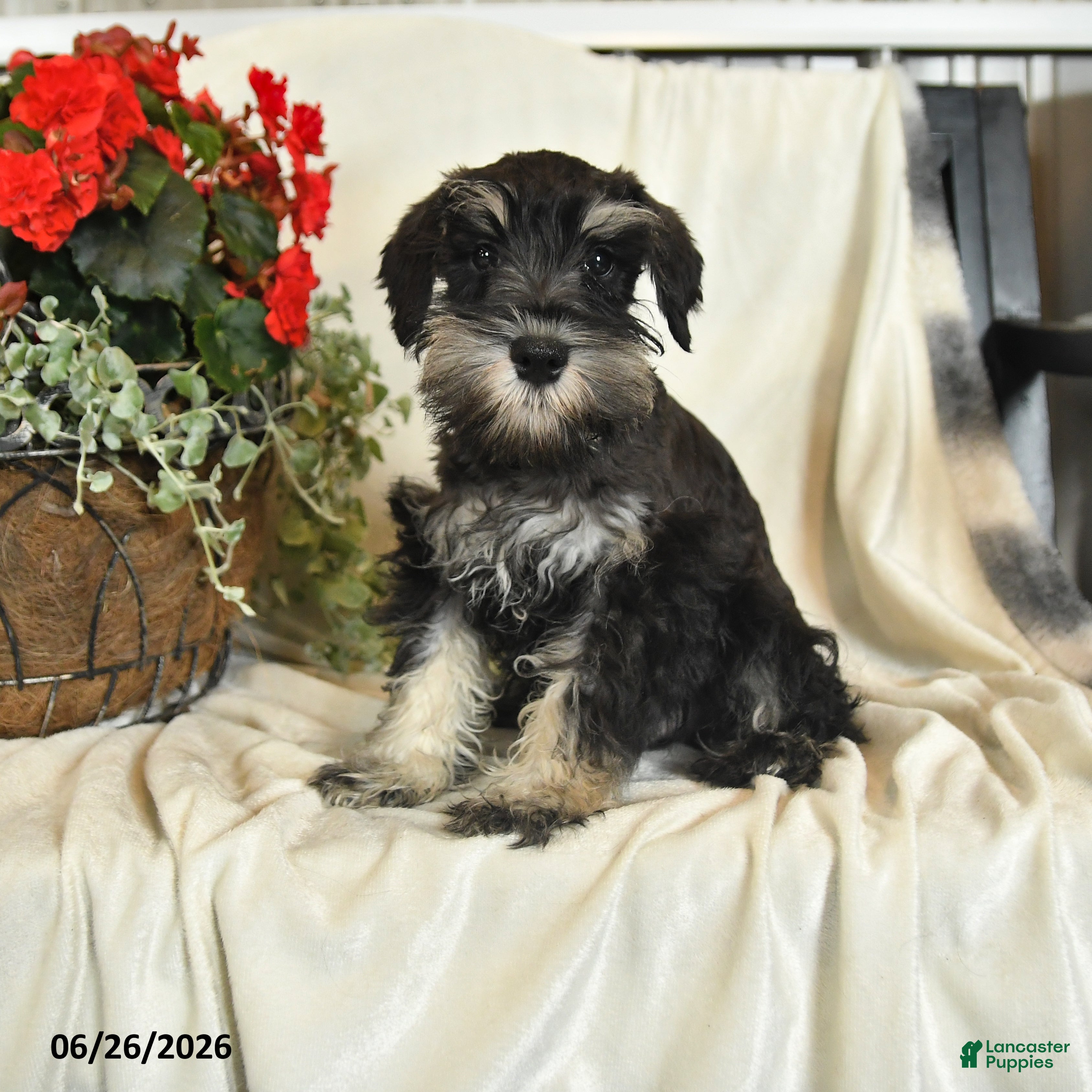 Miniature Schnauzer dogs Izzy - Ad 2