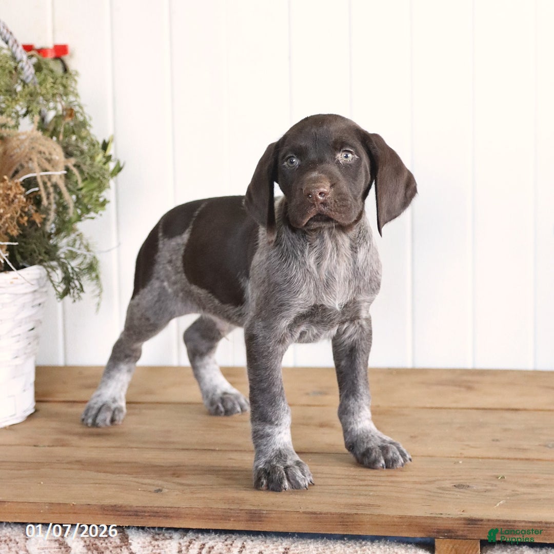 German Shorthaired Pointer dogs for sale: Legend - Ad 3