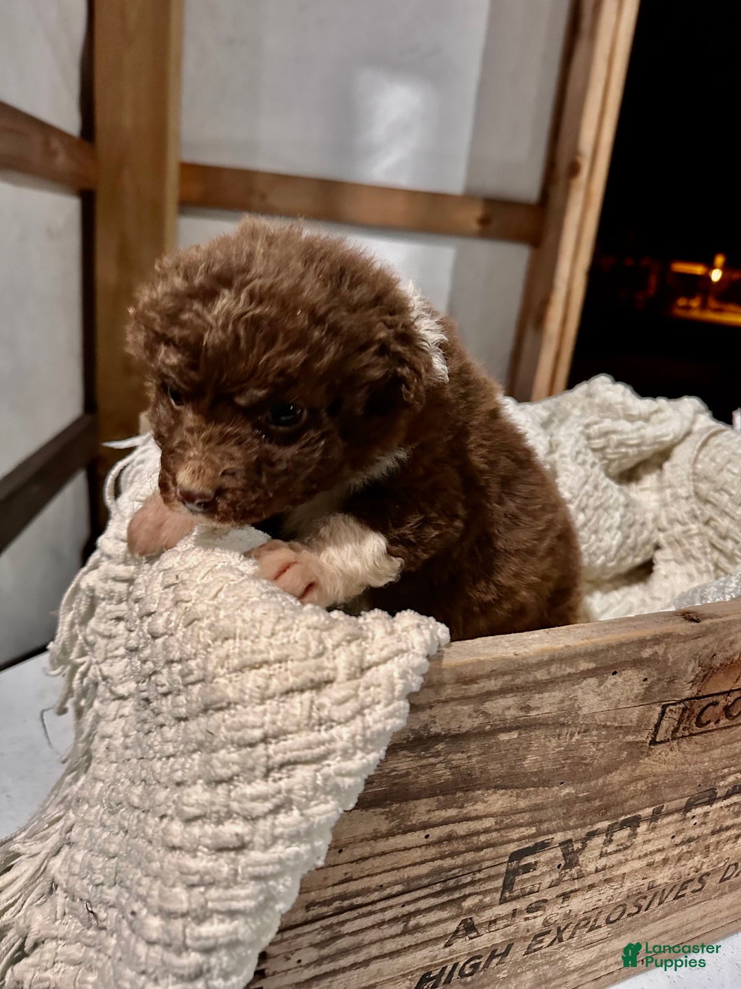 Aussiedoodle dogs for sale: Butter Ball - Ad 7