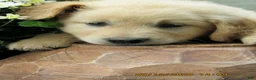 Golden Retriever dogs for sale: Golden Retriever 1 Tate - Ad 1