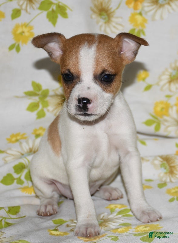 Rat Terrier dogs Mina - Ad 1