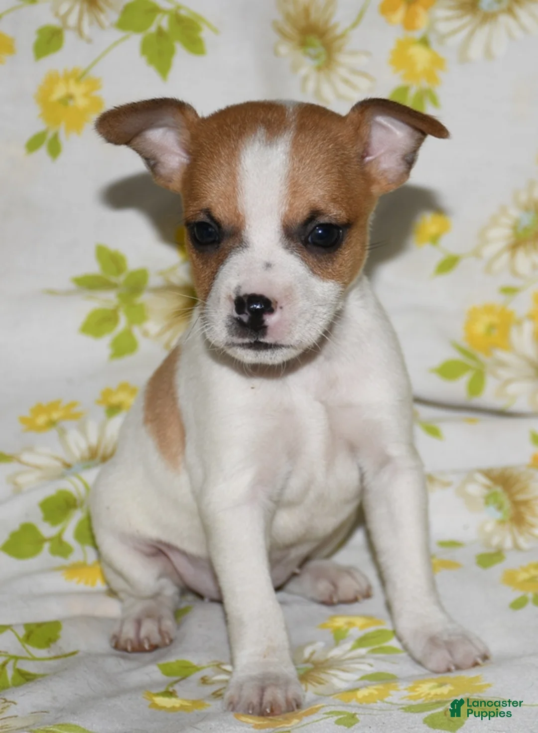 Rat Terrier dogs for sale: Mina - Ad 1