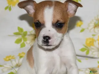 Rat Terrier dogs for sale: Mina - Ad 2