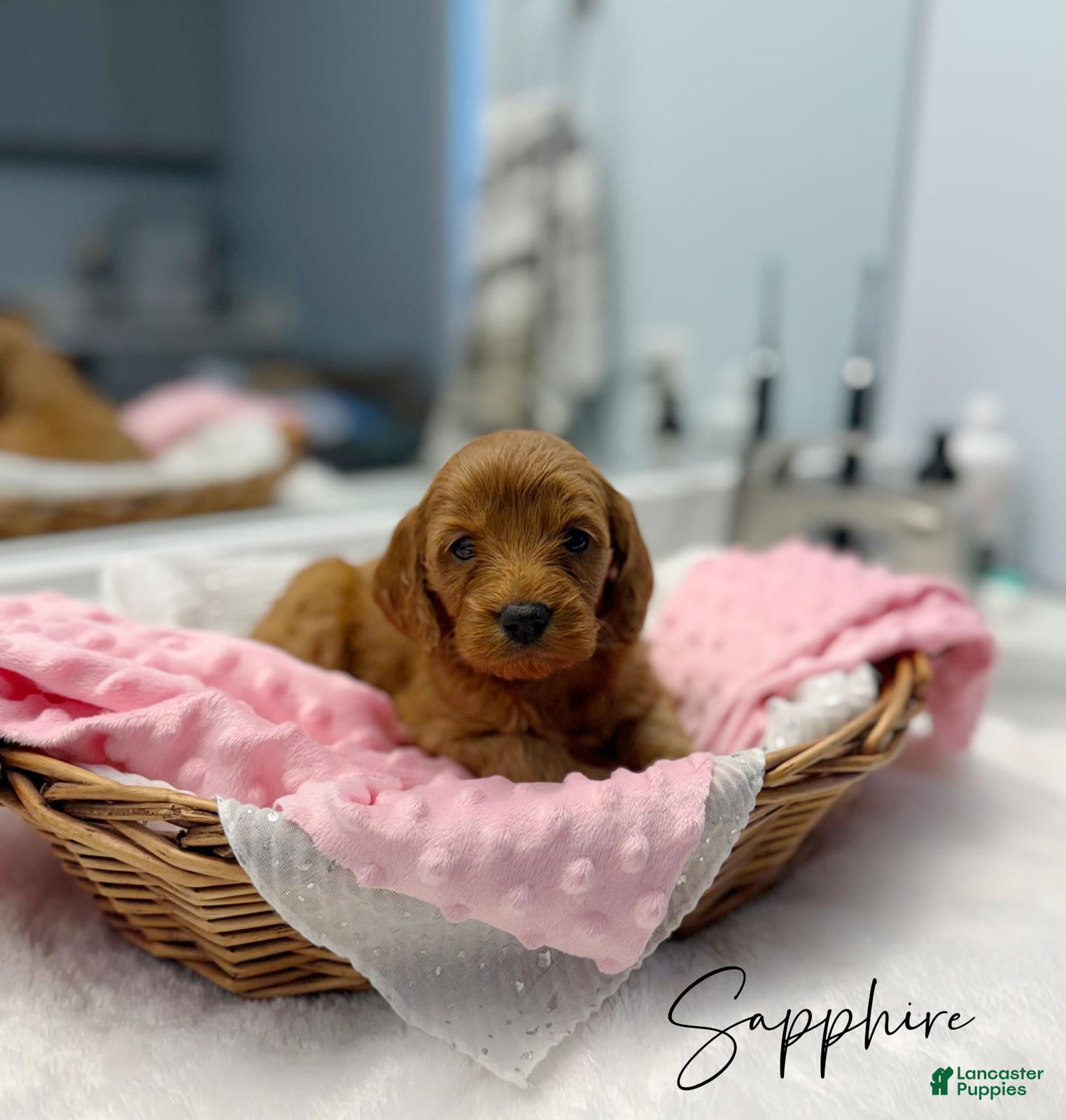 Mini Goldendoodle dogs Sapphire  - Ad 2