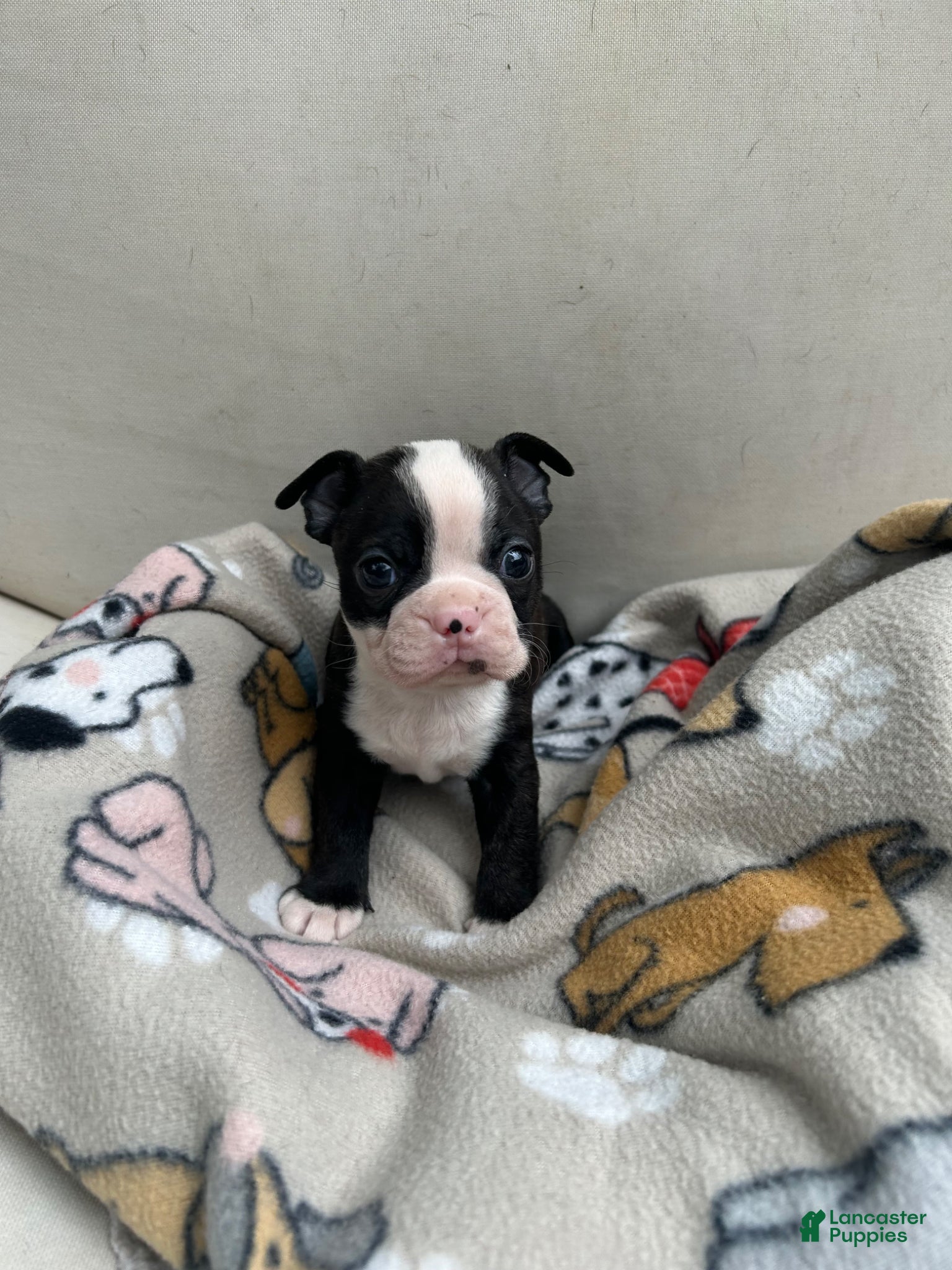 Boston Terrier dogs Boston Terrier Puppy 2 - Ad 26
