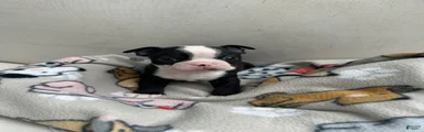 Boston Terrier Puppy 2