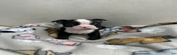Boston Terrier dogs for sale: Boston Terrier Puppy 2 - Ad 1
