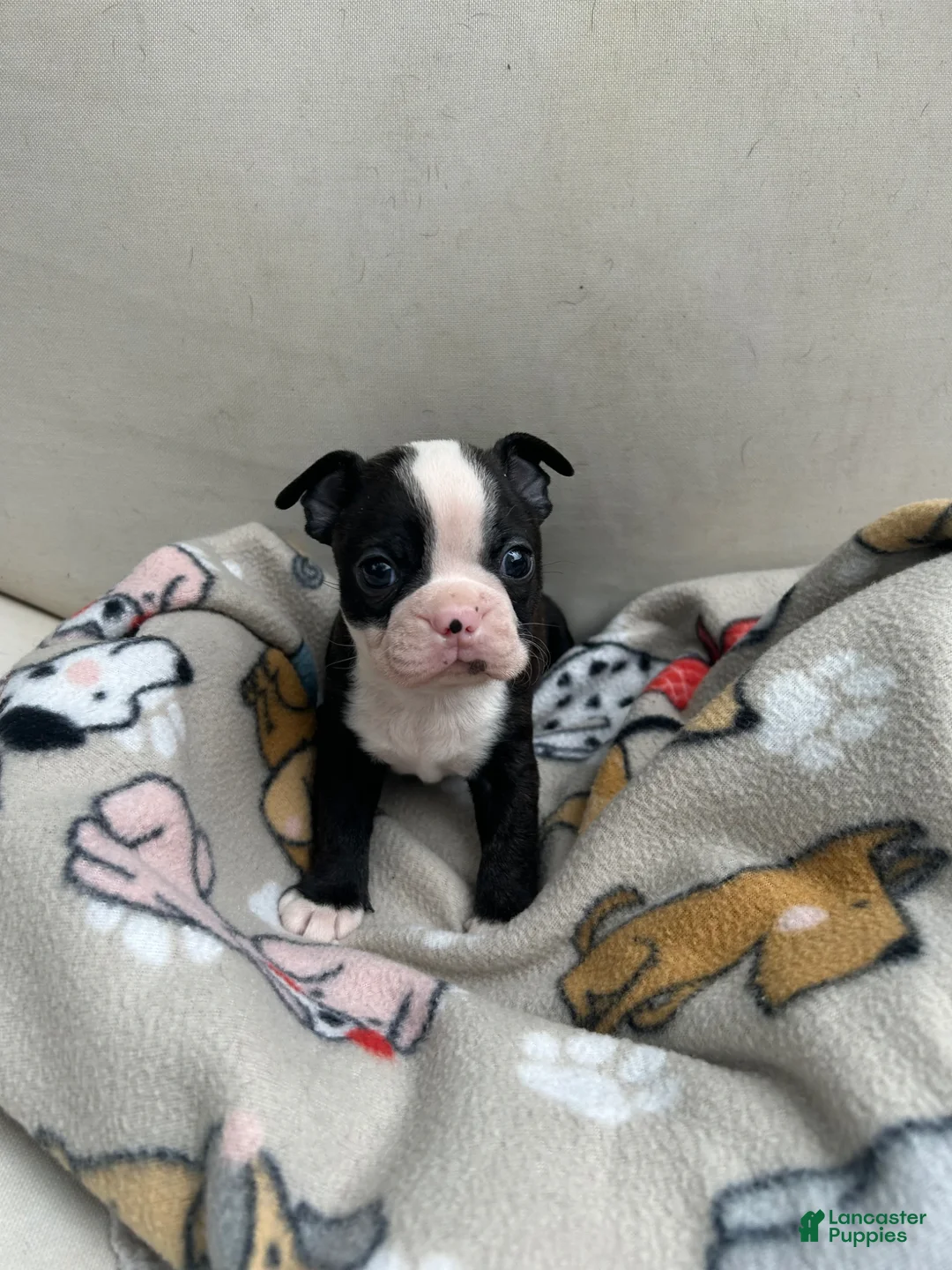 Boston Terrier dogs for sale: Boston Terrier Puppy 2 - Ad 1