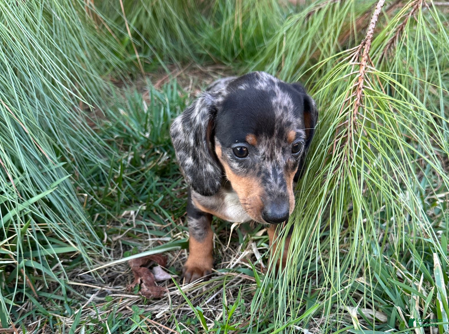 Miniature Dachshund dogs Pippin - Ad 1