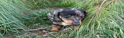Miniature Dachshund dogs for sale: Pippin - Ad 1