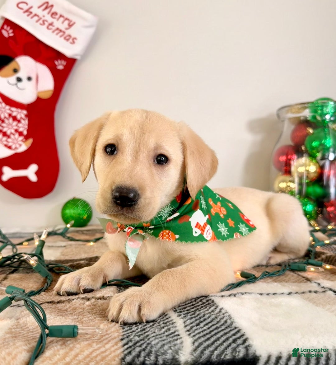 Labrador Retriever dogs for sale: Lenny - Ad 2