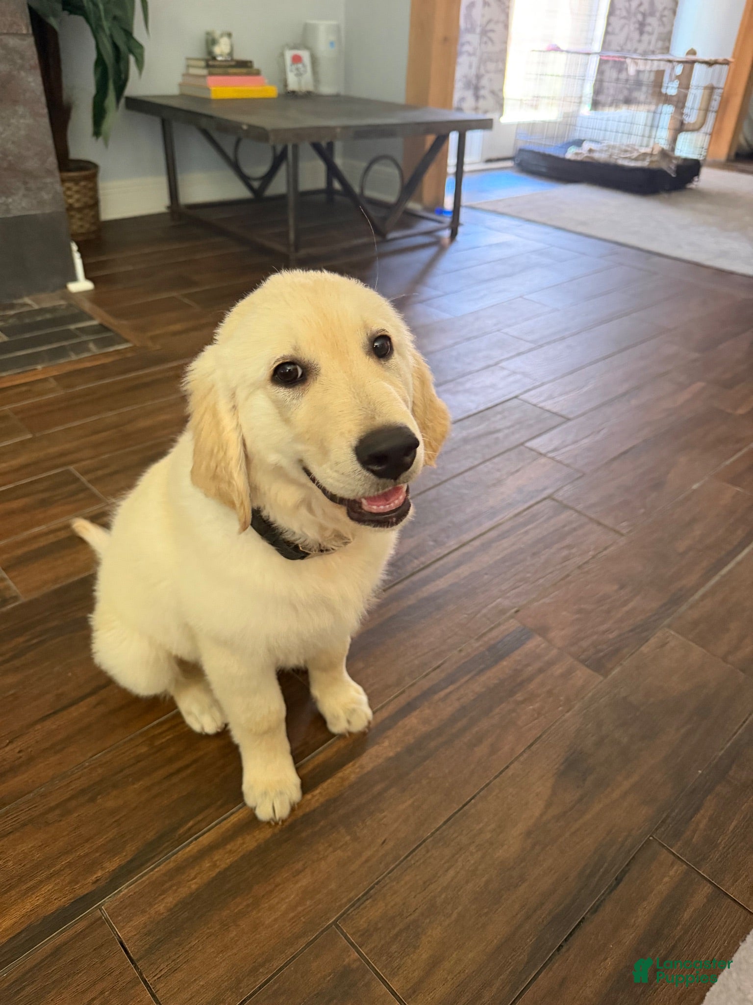Golden Retriever dogs Golden Retriever 1 - Ad 11