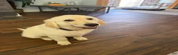 Golden Retriever dogs for sale: Golden Retriever 1 - Ad 1