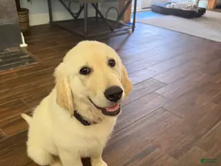 Golden Retriever dogs Golden Retriever 1 - Ad 13