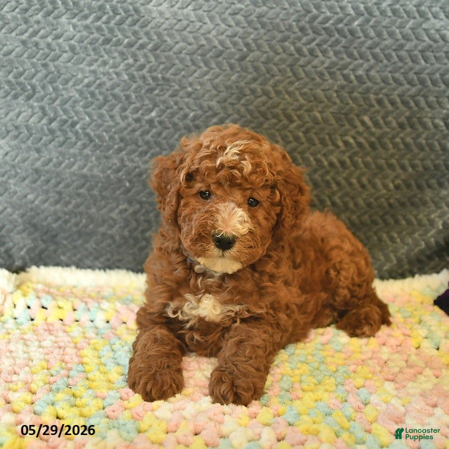Mini Goldendoodle dogs for sale: Dusty  - Ad 2