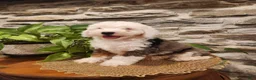 Mini Bernedoodle dogs for sale: ESME - FEMALE Mini Bernedoodle 4 - Ad 21