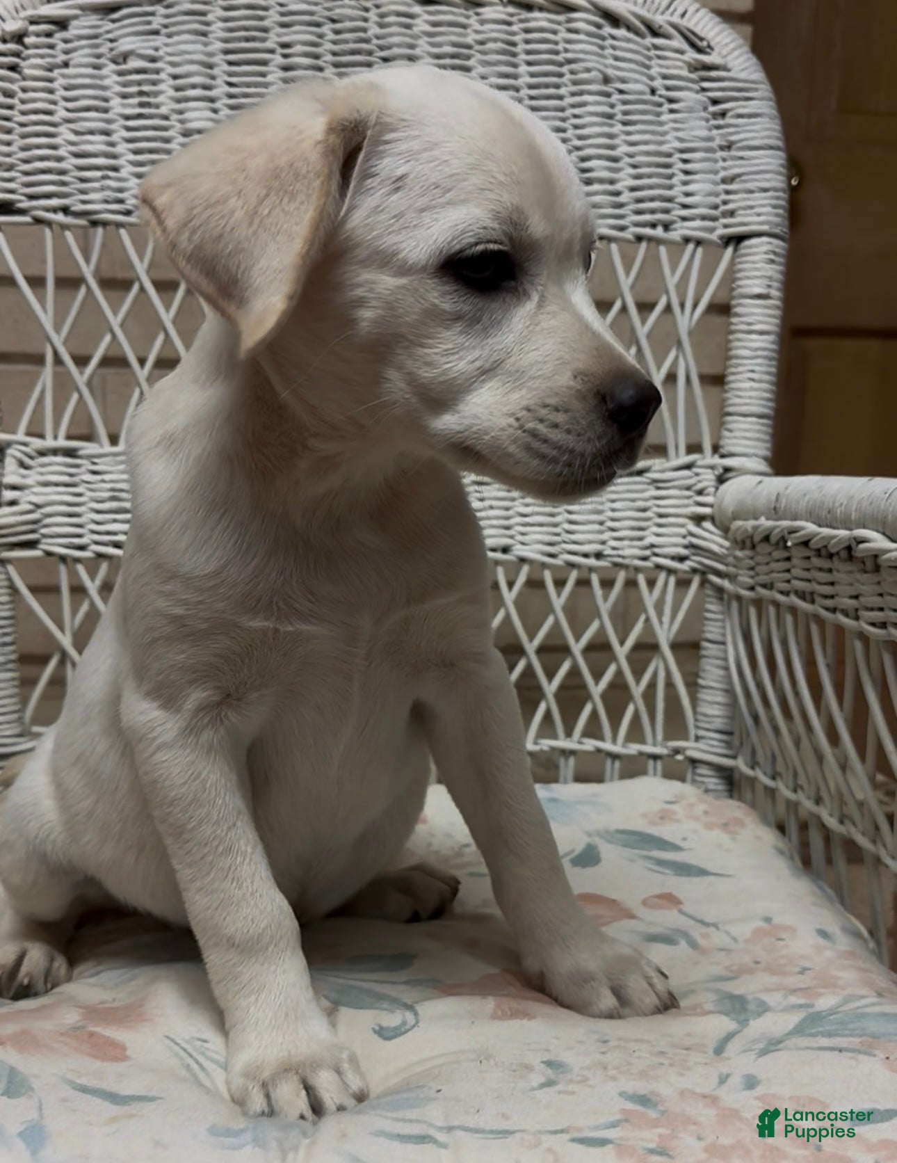 Labrador Retriever dogs for sale: Labrador Retriever Jackie - Ad 14