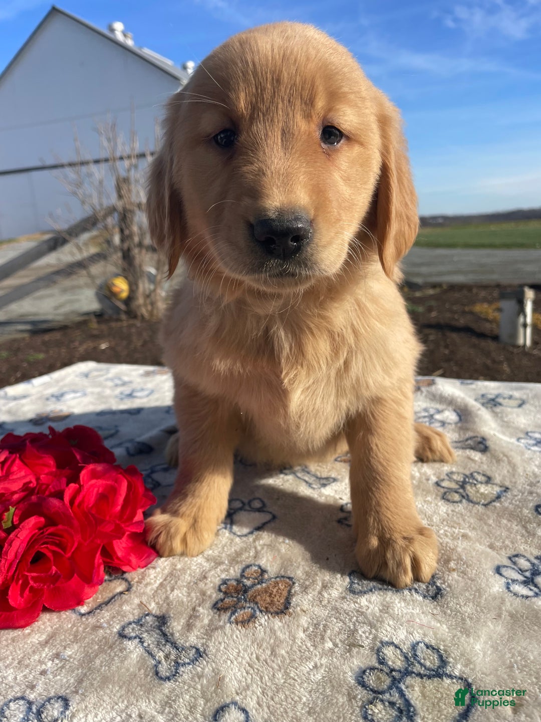 Golden Retriever dogs for sale: Candy - Ad 1