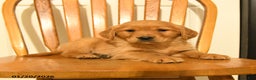 Golden Retriever dogs for sale: Bartholomew - Ad 5