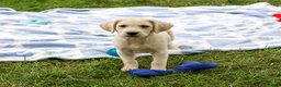Labrador Retriever dogs for sale: Rambo - Ad 3