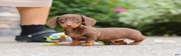 Miniature Dachshund dogs for sale: Ana - Ad 12