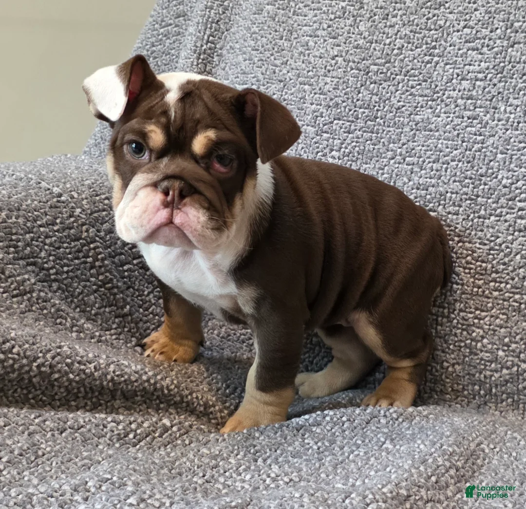 English Bulldog dogs for sale: AKC Bailey - Ad 3