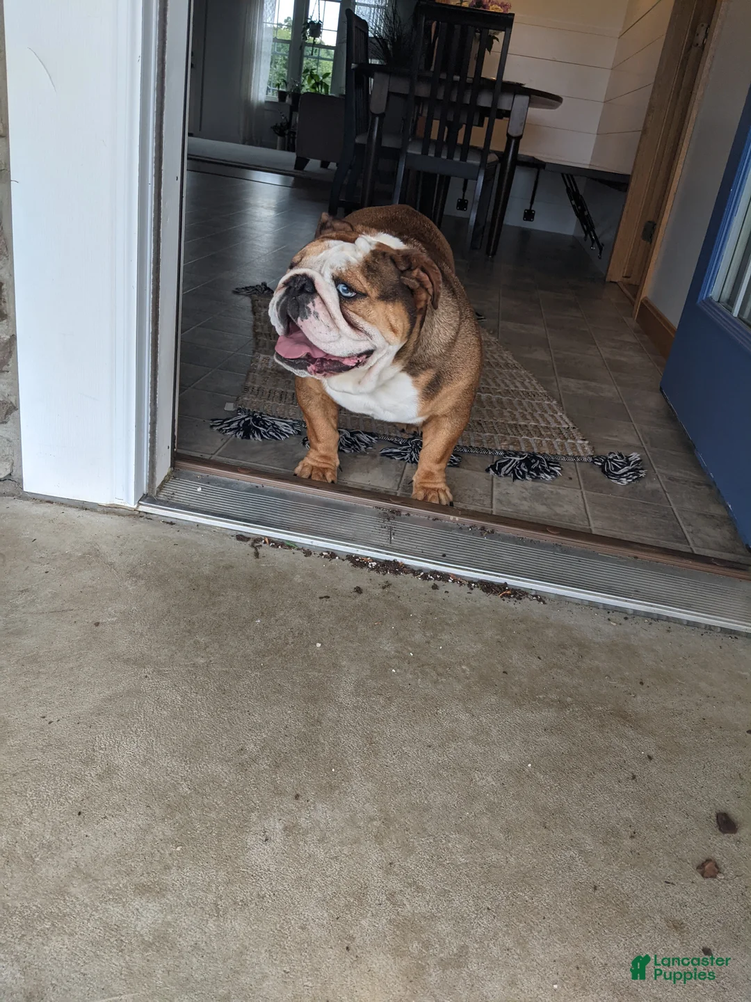 English Bulldog dogs for sale: Ana - Ad 2