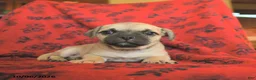Mixed Breed dogs for sale: Polly - Ad 2