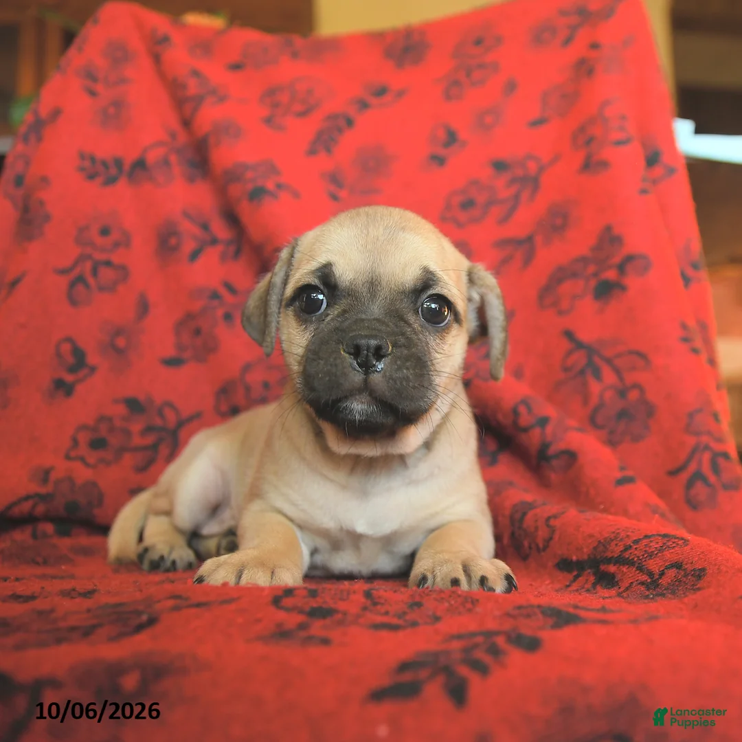 Mixed Breed dogs for sale: Polly - Ad 2