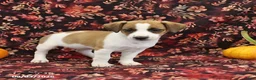 Jack Russell Terrier dogs for sale: Sandy - Ad 3