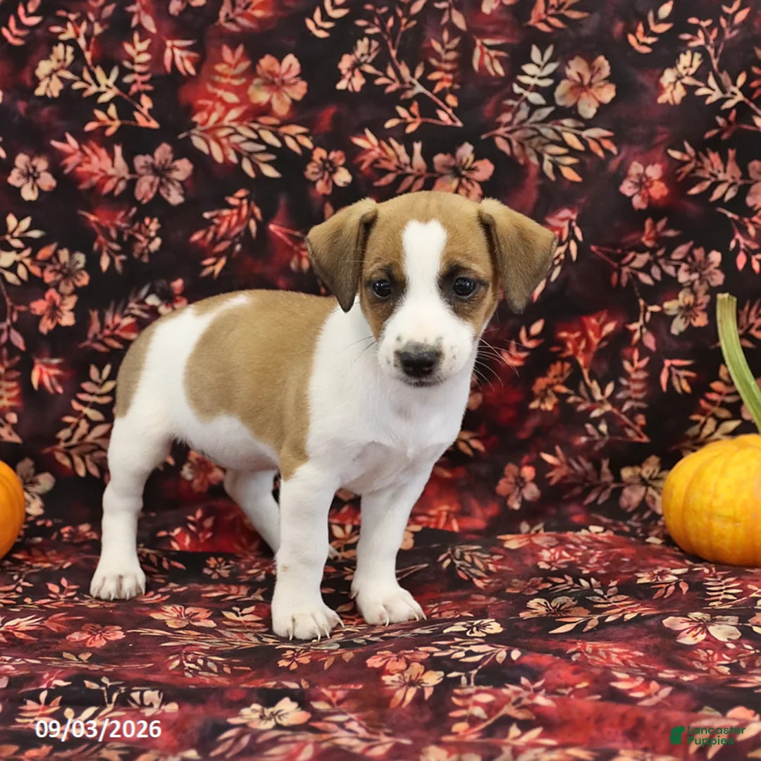 Jack Russell Terrier dogs for sale: Sandy - Ad 3