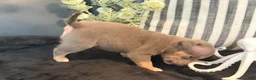 American Bully dogs for sale: Leviathan  - Ad 9