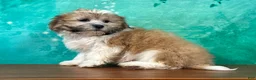 Teddy Bear dogs for sale: Rocky - Ad 3