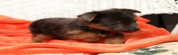Yorkshire Terrier dogs for sale: Riley - Ad 4