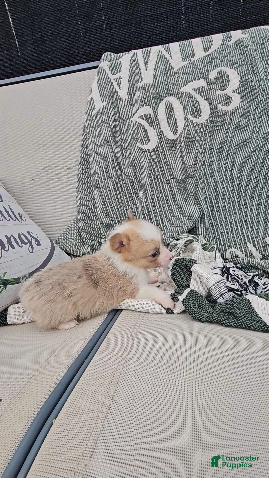 Mixed Breed dogs for sale: Rhea - Ad 3