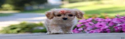 Cavapoo dogs for sale: Sky - Ad 4