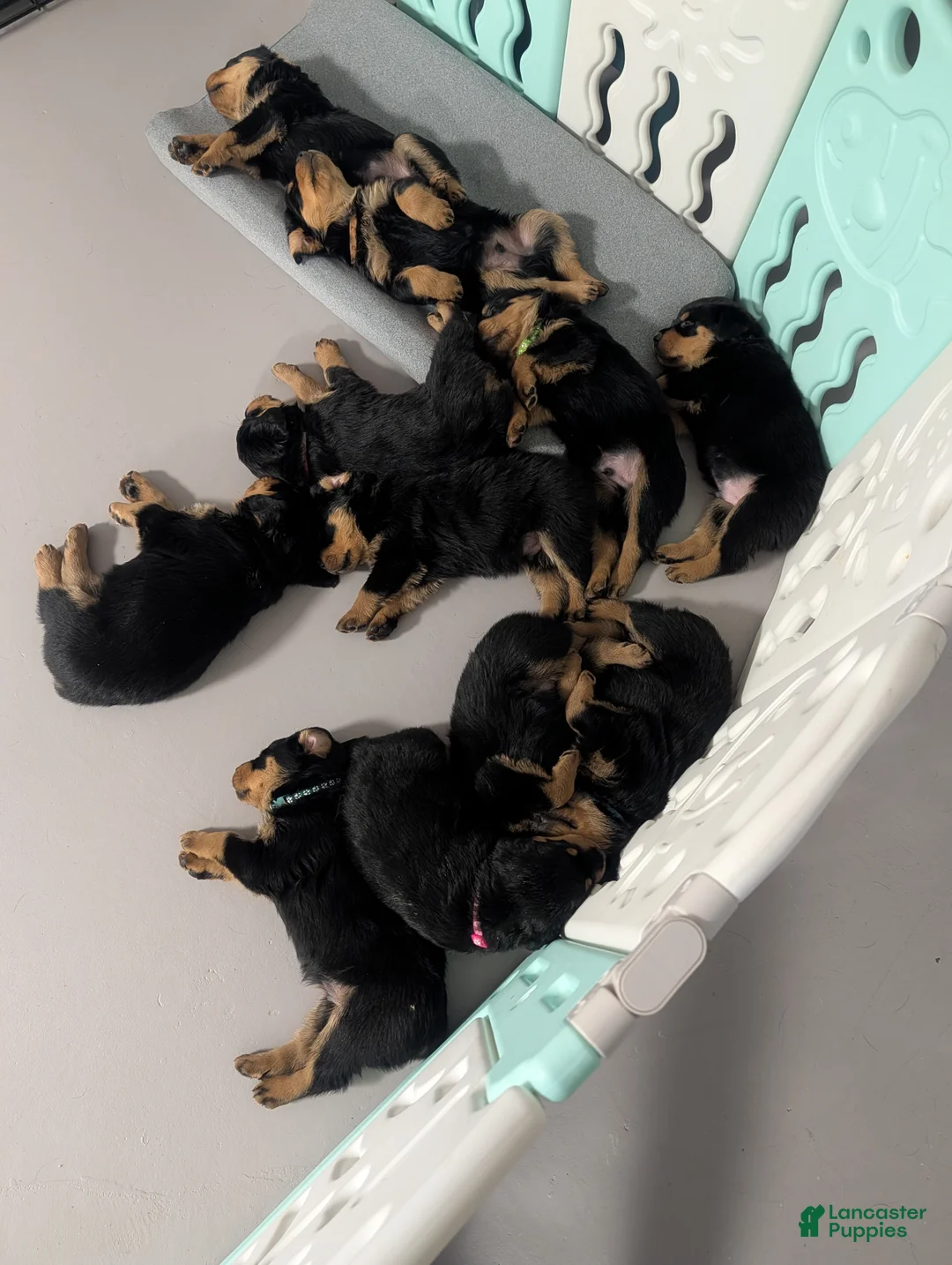 Rottweiler dogs for sale: Rottweiler Puppy 7 - Ad 5