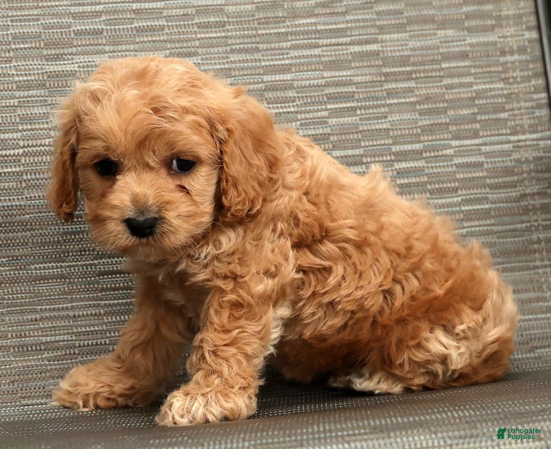 Cockapoo dogs for sale: Bonnie - Ad 3