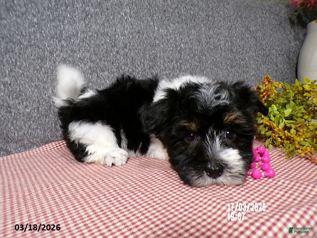 Havanese dogs for sale: Becki - Ad 2