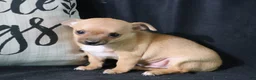 Chihuahua dogs for sale: Eddie - Ad 6