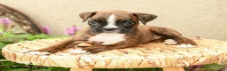 Boxer dogs for sale: Brooke - Ad 5