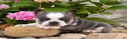 French Bulldog dogs for sale: Dozer - Ad 4