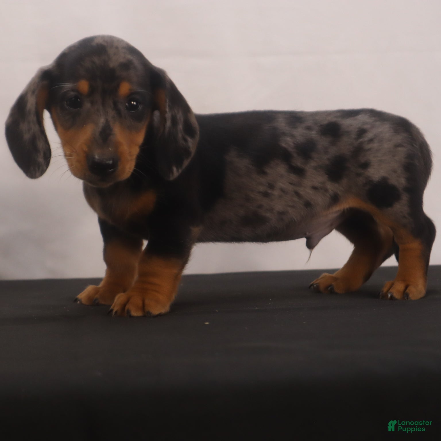 Dachshund dogs Rocky - Ad 2