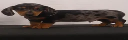 Dachshund dogs for sale: Rocky - Ad 2
