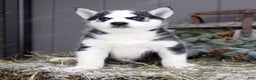 Siberian Husky dogs for sale: Flicka - Ad 3