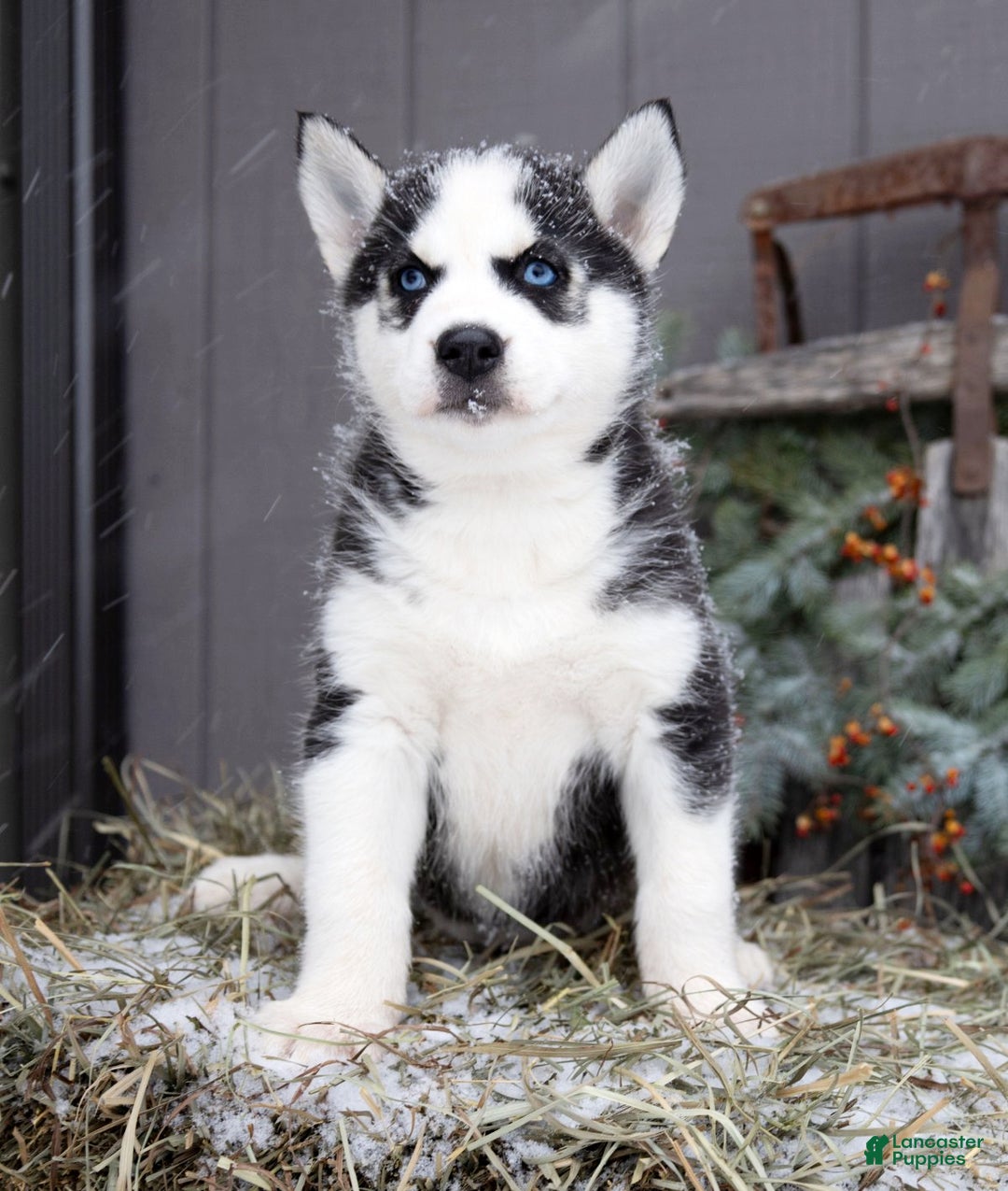 Siberian Husky dogs for sale: Flicka - Ad 3
