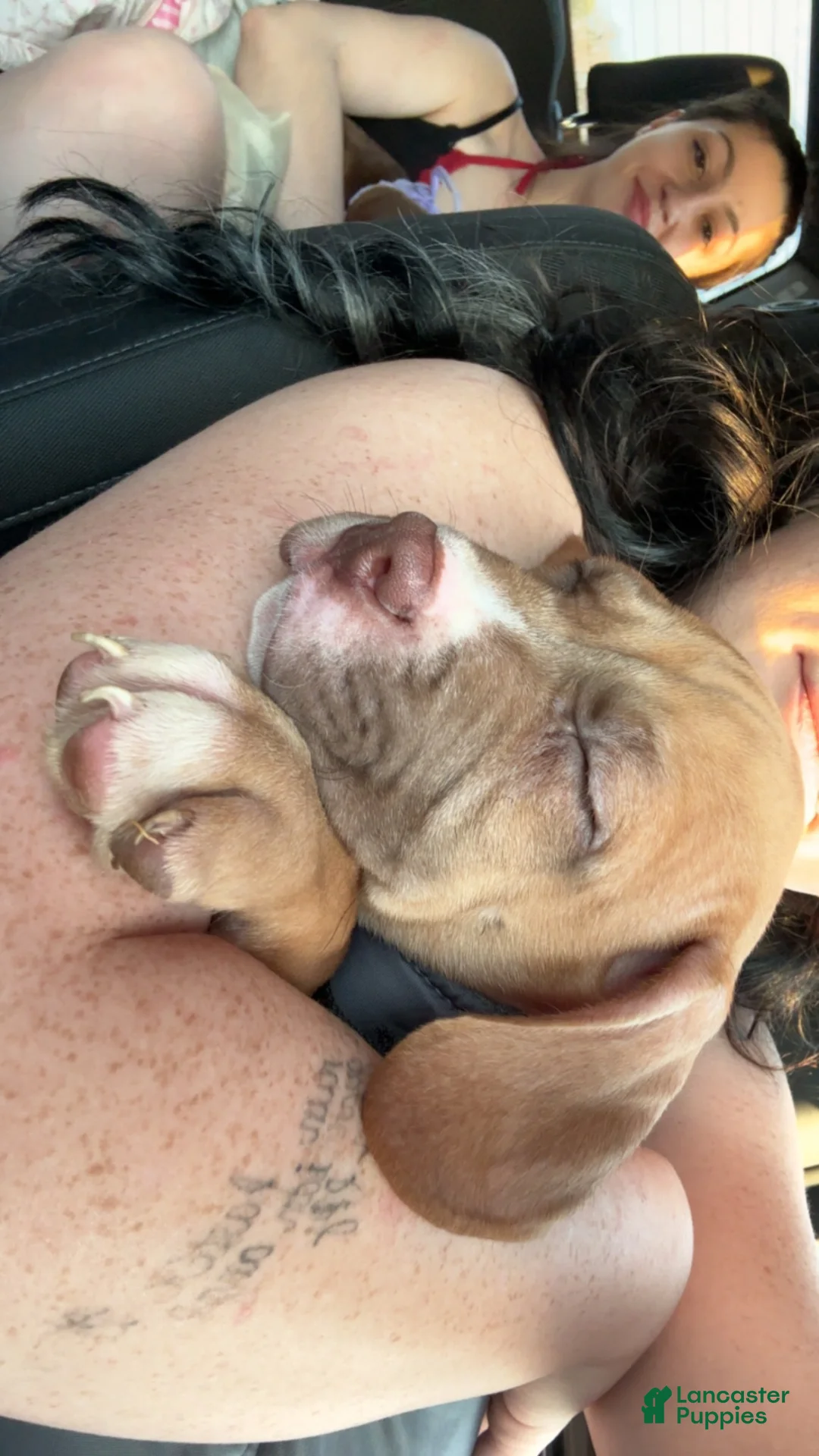 Mixed Breed dogs for sale: Benji - Ad 2