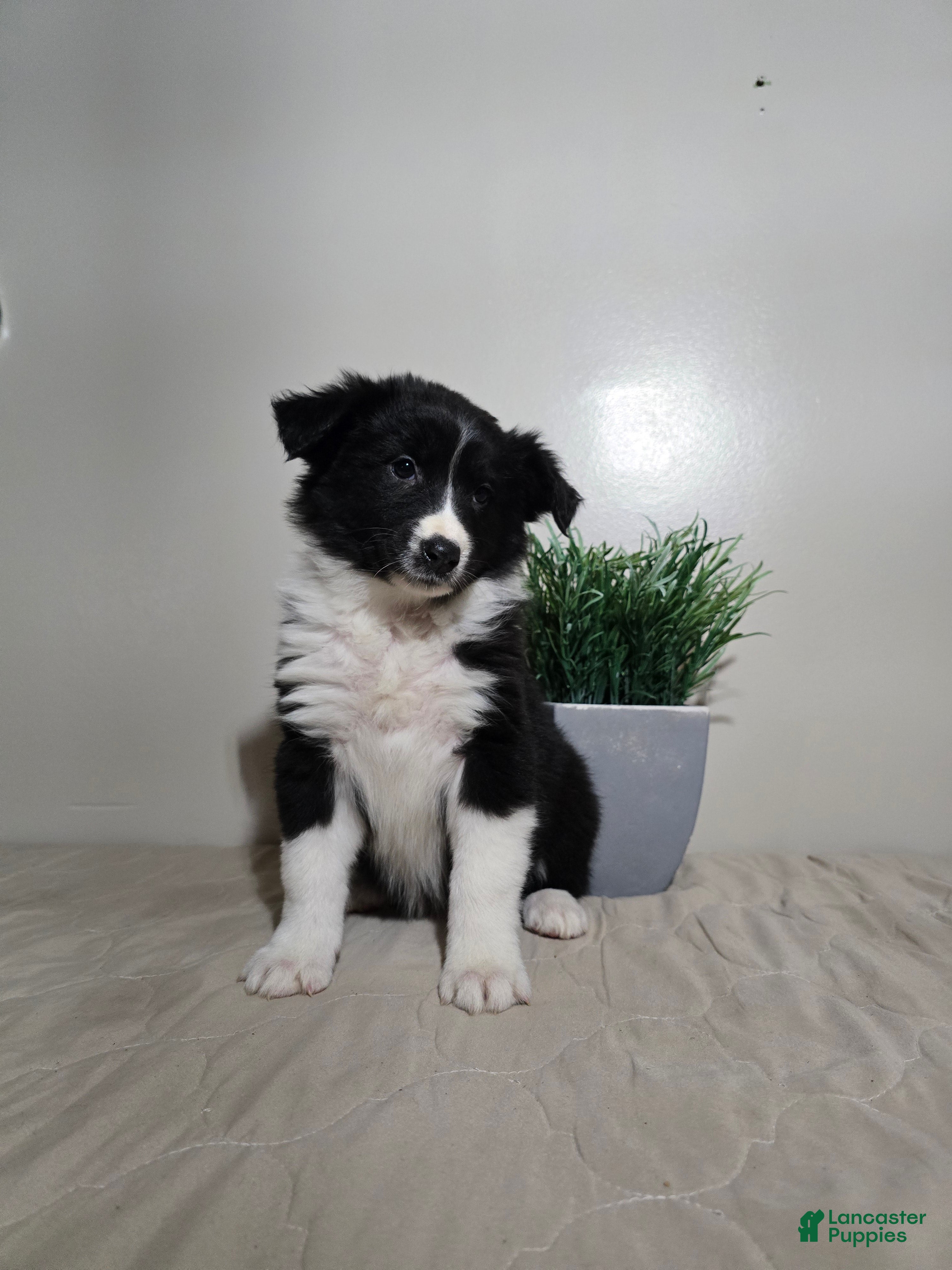 Australian Shepherd dogs Samantha  - Ad 1