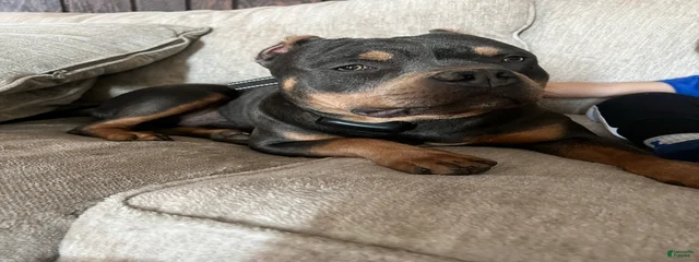 Tank