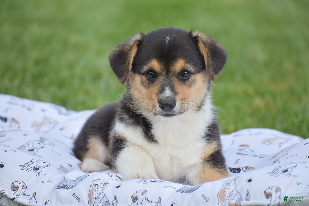 Welsh Corgi Pembroke dogs for sale: Roman - Ad 6